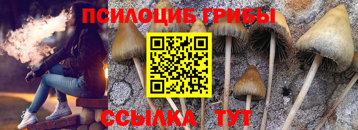 Славгород  Псилоцибиновые грибы MAGIC MUSHROOMS  где можно купить наркотик  Вход с VPN  Галлюциногенные грибы прущие грибы 
